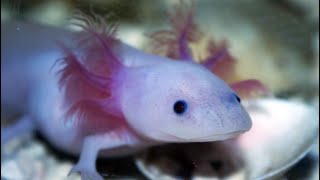 Facts The Axolotl [upl. by Hoeve]