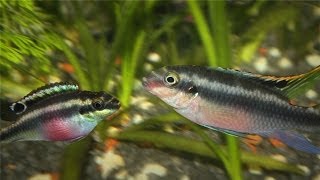 Kribensis Cichlid Pelvicachromis pulcher Breeding [upl. by Nitram34]