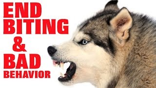 Easily STOP Husky Aggression Biting Nipping And More Works For All Breeds [upl. by Swee618]