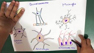 Glial Cells  Neuroglia  Types [upl. by Sholeen242]