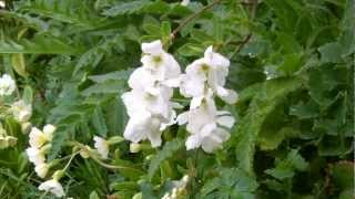 Exochorda  The Bride  Flowering [upl. by Ahsaele544]