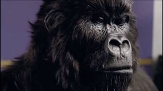 Cadburys Gorilla Playing Drums  Advert Commercial [upl. by Eanod331]