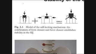 The Sacroiliac Joint Part 2  Factors Affecting Stabilization [upl. by Haerle]