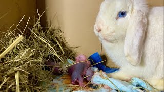 Rabbit giving birth to 5 baby bunnies [upl. by Ennayhs244]