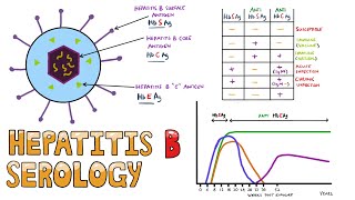 Hepatitis B Serology MADE EASY  How to Interpret Hepatitis B Serology in under 5 minutes [upl. by Bander]