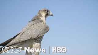 A Master Falconer Shows How His Bird Protects Valuable US Crops HBO [upl. by Pengelly231]