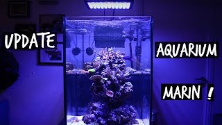 MON AQUARIUM MARIN 6 MOIS PLUS TARD  TOOPET [upl. by Adna286]