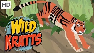 Wild Kratts  Explore India  Kids Videos [upl. by Ardnik]