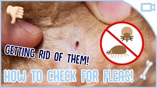 How to Get Rid of Dog Fleas [upl. by Orgel380]