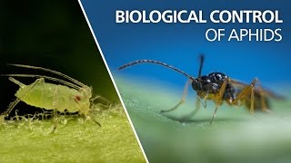 Biological control of aphids  Aphidius colemani [upl. by Searle]