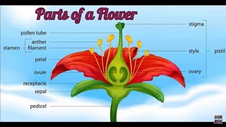 Parts of a Flower and their Functions [upl. by Magree]