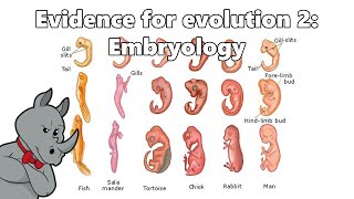 Evidence for Evolution  Embryology [upl. by Axe403]