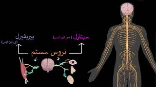 Nervous system  Control amp Coordination  Biology  Khan Academy Urdu [upl. by Zorana]