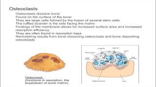 Osteoclasts [upl. by Bethina]