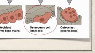 Bone Cells [upl. by Sindee]