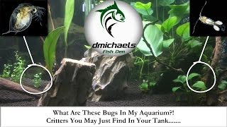 What Are These Bugs In My Aquarium Critters You May Just Find In Your Tank [upl. by Angelle]