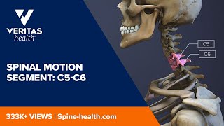 Spinal Motion Segment C5C6 [upl. by Zeugirdor]