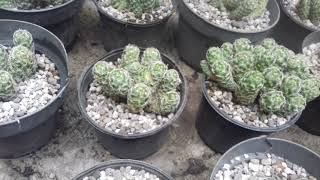 Cactus Mammillaria Vetula [upl. by Akiemehs953]