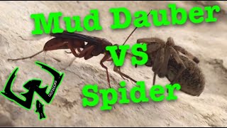 Mud Dauber v s Spider [upl. by Mairem]