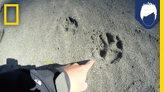 What’s Special About a Wolf’s Paw Print  National Geographic [upl. by Sancha361]