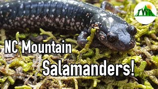 All About Salamanders [upl. by Schnapp579]