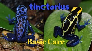 Dart Frog Care Series Part 1 Dendrobates tinctorius [upl. by Rosalinde927]