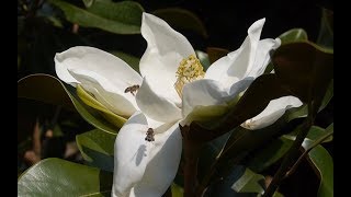 Immergrüne Magnolie Magnolia grandiflora [upl. by Haywood250]