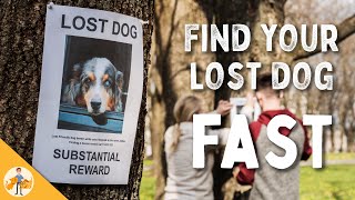 9 Steps To Quickly Find Your Lost Dog [upl. by Cleodell]