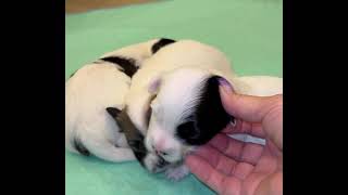 Coton de Tulear Puppies For Sale China 81324 [upl. by Nikaniki]