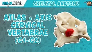 Atlas amp Axis Cervical Vertebrae C1C2 Anatomy [upl. by Ativak]