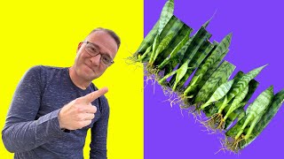 Secrets to Snake Plant Propagation How to Propagate Sansevieria [upl. by Chad]