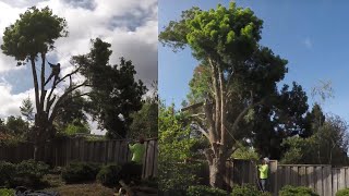 How To Cut Down A Large Tree In Sections Safely Without Damaging Surrounding  in 4K UHD [upl. by Thompson]