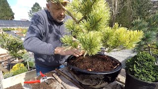 Planting Conifers in Pots  Dwarf Conifer Container Gardening [upl. by Sinegra948]