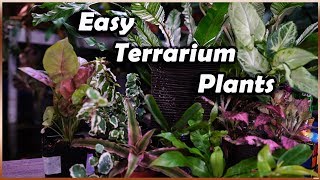 Plants For Terrariums  Terrarium Tuesday [upl. by Rizzo]