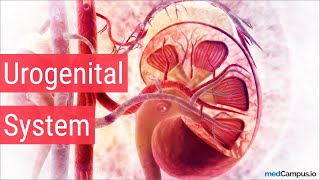 Embryology Urogenital System [upl. by Sven]