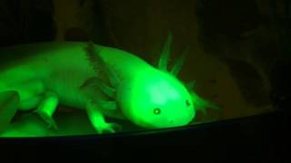 Connecticut College Chemistry Genetically Modified Glowing Axolotls [upl. by Chin]