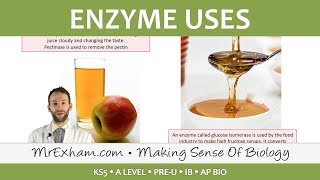 Enzymes  Commercial Uses  Post 16 Biology A Level PreU IB AP Bio [upl. by Egidius]