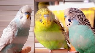 Parakeet Sounds  Budgies singing [upl. by Halas]