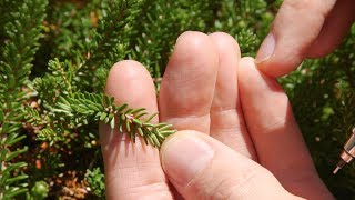 crowberry  Empetrum nigrum Identification and characteristics [upl. by Ayo]