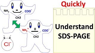 SDS PAGE [upl. by Stent]