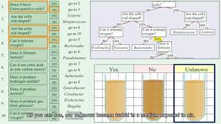 Identification of unknown bacteria using dichotomous keyPart 1 [upl. by Yggam]