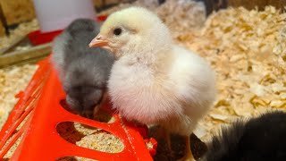 Baby Chicks  Beginners Guide [upl. by Melli534]