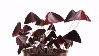 Oxalis Triangularis TimeLapse [upl. by Strep]