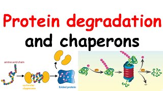 Protein degradation and chaperones [upl. by Daryle630]