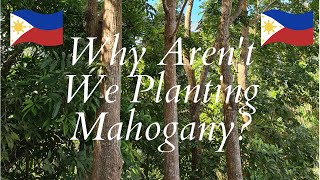 Why we Arent Planting Mahogany [upl. by Floeter]