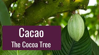 Cacao  Introducing the Cocoa Tree and Tips for Growing [upl. by Tnilc506]