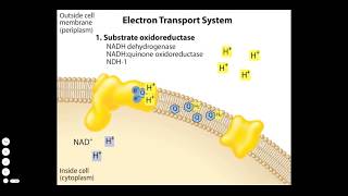 Bacterial Electron Transport Chain [upl. by Nagaer]