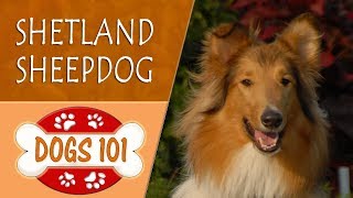 Dogs 101  SHETLAND SHEEPDOG  Top Dog Facts About the SHETLAND SHEEPDOG [upl. by Ayifas]