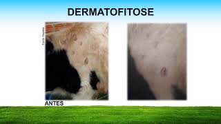 DERMATOFITOSE EM BOVINOS Tratamento [upl. by Maryellen]