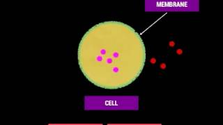 Cell Membrane and Selective Permeability [upl. by Mcclees]